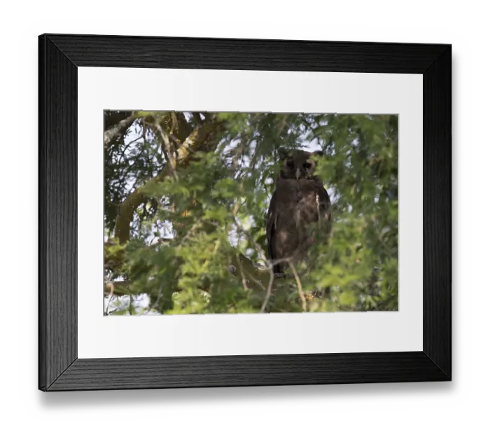 Framed Print : Verreaux's Eagle-Owl (Bubo lacteus) perched in a tree Framed Print : Verreaux's Eagle-Owl (Bubo lacteus) perched in a tree