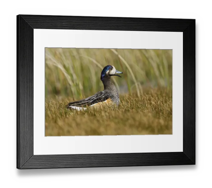 Framed Print : Chiloe Wigeon (Mareca sibilatrix) at the edge of a small pond Framed Print : Chiloe Wigeon (Mareca sibilatrix) at the edge of a small pond