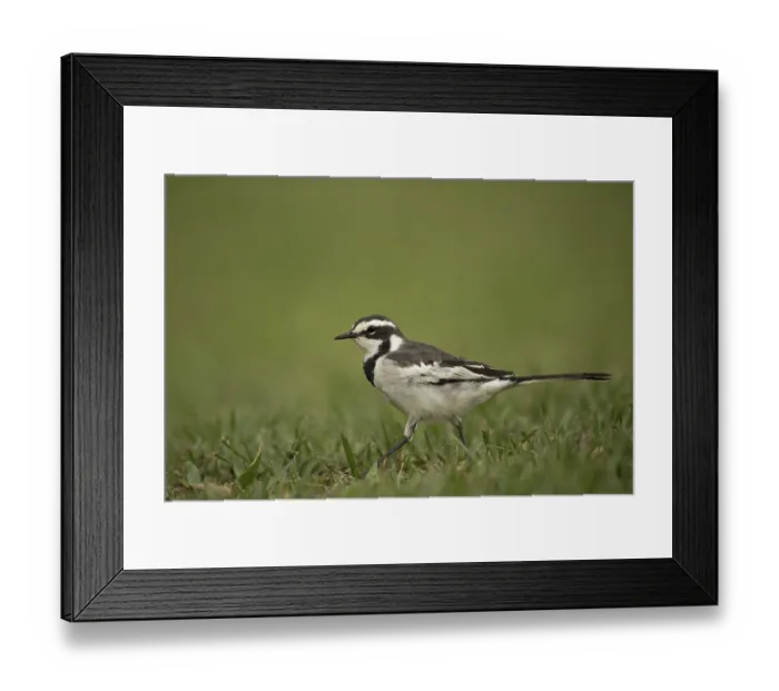 Framed Print : African Pied Wagtail (Motacilla aguimp vidua) juvenile