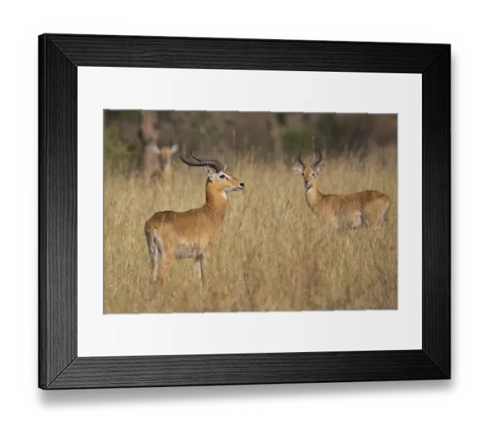 Framed Print : Uganda Kob (Kobus kob thomasi) two males