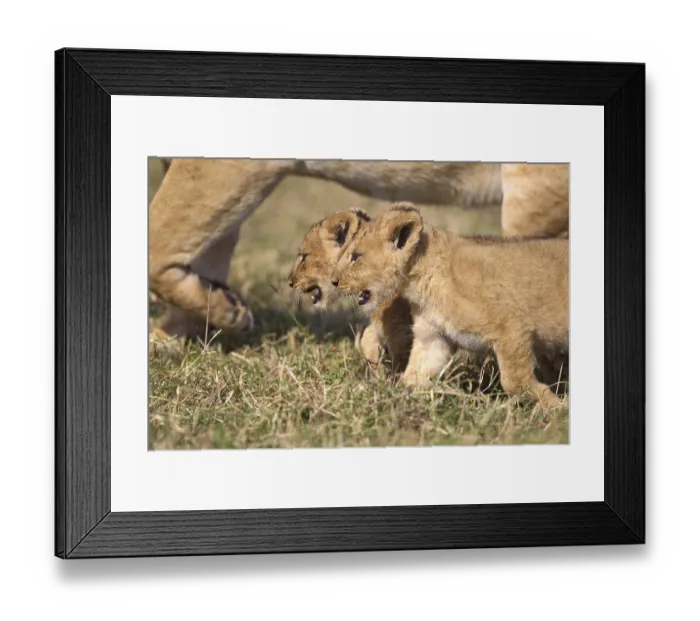 Framed Print : African Lion (Panthera leo) two cubs walking beside mother