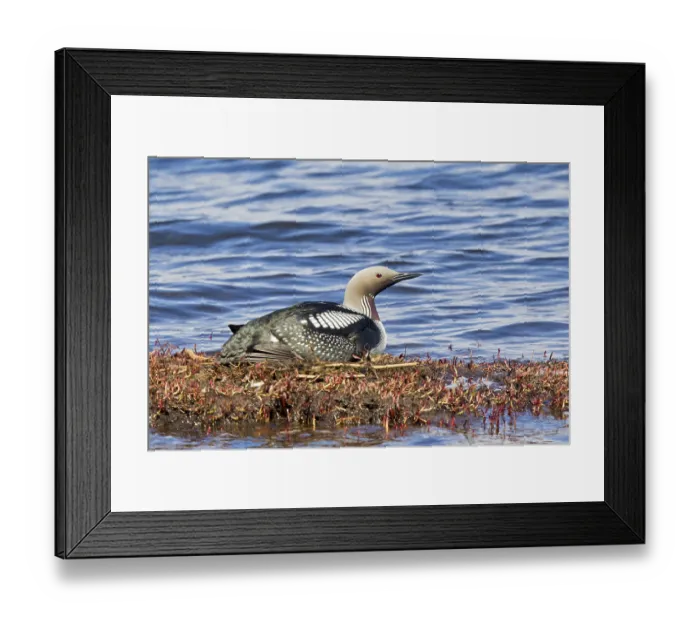 Framed Print : Black-throated Loon (Gavia arctica) incubating eggs on nest