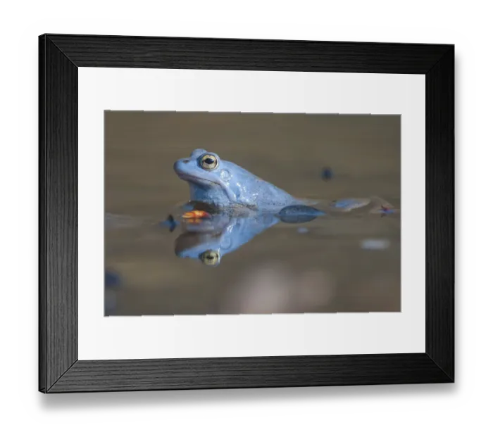 Framed Print : Moor Frog (Rana arvalis) male in spawning pond