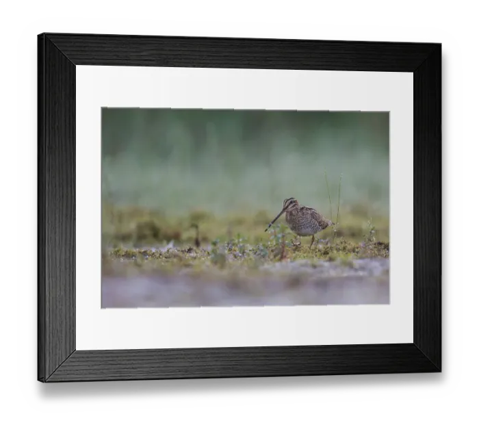 Framed Print : Common Snipe (Gallinago gallinago) foraging