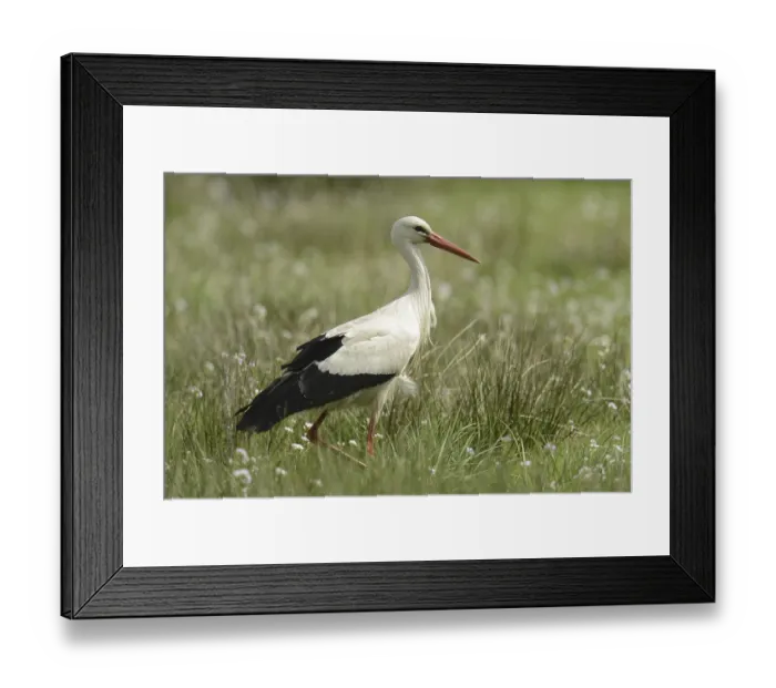 Framed Print : White Stork (Ciconia ciconia), Lower Saxony