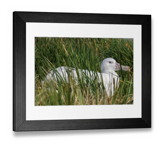 Framed Print : Wandering Albatross (Diomedea exulans) at its nesting site Framed Print : Wandering Albatross (Diomedea exulans) at its nesting site