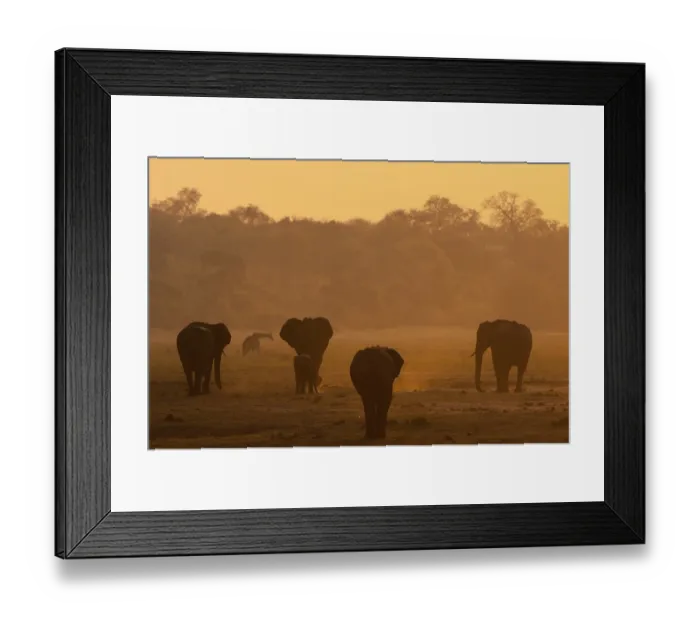 Framed Print : African Bush Elephants (Loxodonta africana)