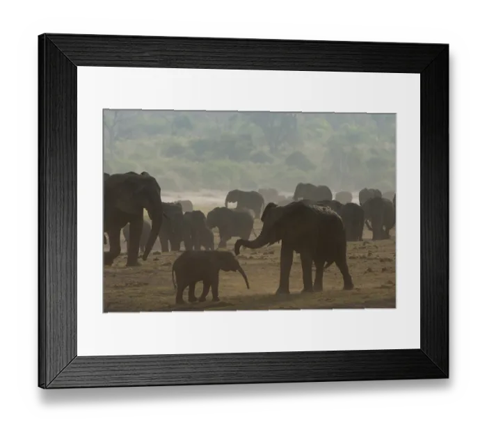 Framed Print : African Bush Elephants (Loxodonta africana)