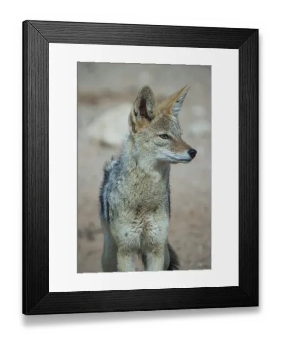 Framed Print : Black-backed jackal (Canis mesomelas) Framed Print : Black-backed jackal (Canis mesomelas)