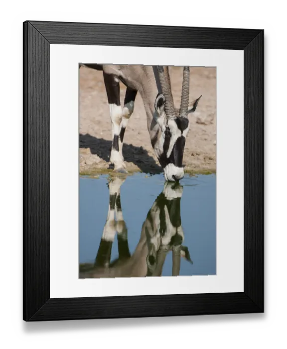 Framed Print : Gemsbok (Oryx gazella) drinking at a waterhole Framed Print : Gemsbok (Oryx gazella) drinking at a waterhole