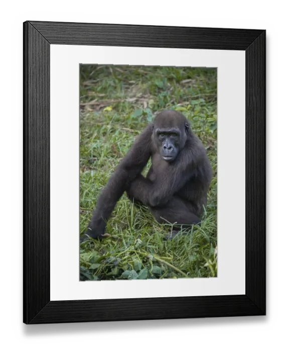 Framed Print : Western Lowland Gorilla (Gorilla gorilla gorilla) in reintroduction enclosure