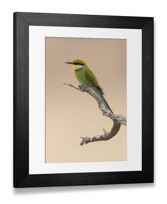 Framed Print : Swallow-tailed bee-eater (Merops hirundineus) sitting on tree branch