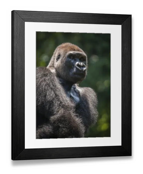 Framed Print : Western lowland gorilla (Gorilla gorilla gorilla)