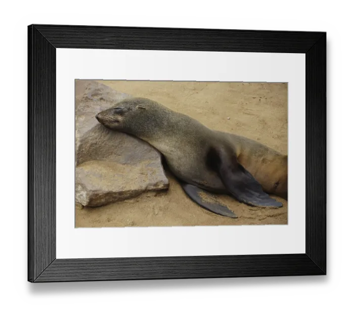 Framed Print : Cape fur seal (Arctocephalus pusillus) sleeps on rock
