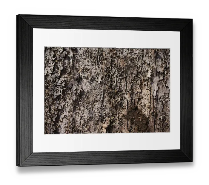 Framed Print : Bark with feeding marks of the bark beetle (Scolytinae)