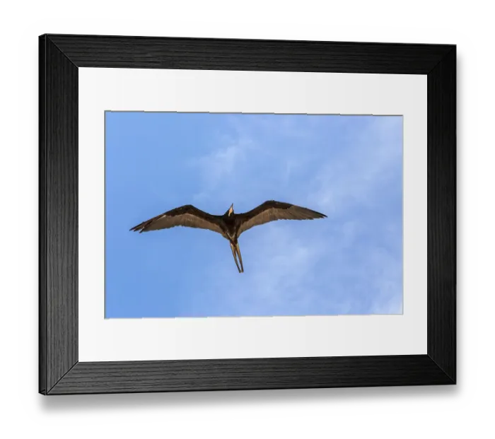 Framed Print : Frigate bird Fregata magnificens gliding overhead in blue sky Celestun Framed Print : Frigate bird Fregata magnificens gliding overhead in blue sky Celestun