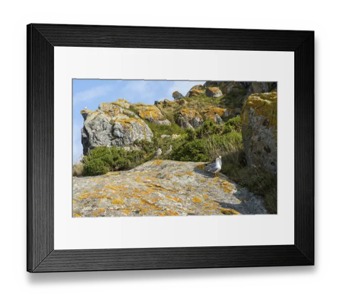 Framed Print : Yellow-legged gull Larus Michahellis