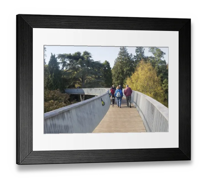 Framed Print : Treetop walkway to Silk Wood, National arboretum Framed Print : Treetop walkway to Silk Wood, National arboretum