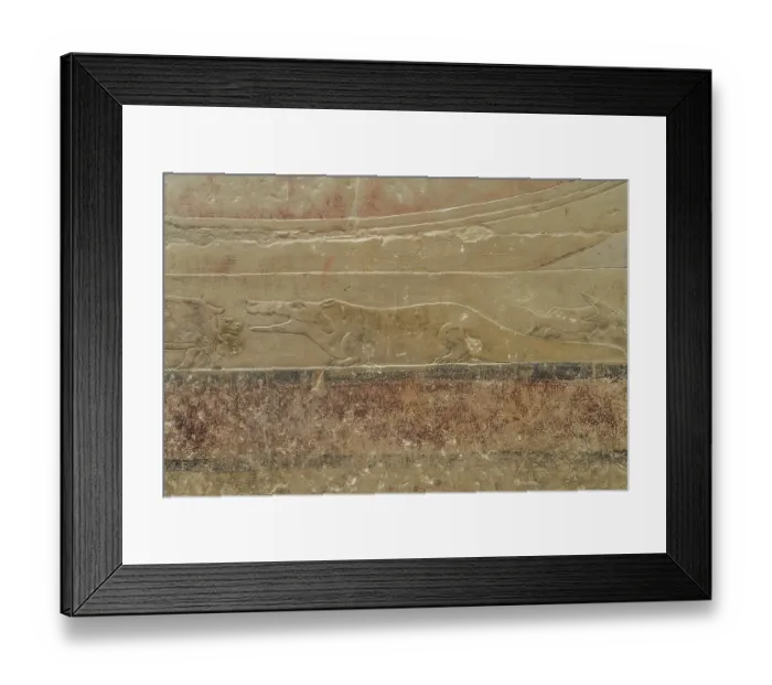 Framed Print : Relief, Crocodile bites birthing hippopotamus Framed Print : Relief, Crocodile bites birthing hippopotamus