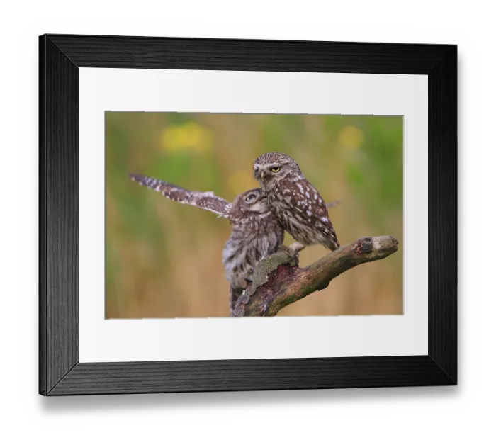 Framed Print : Little owl (Athene noctua) with branch