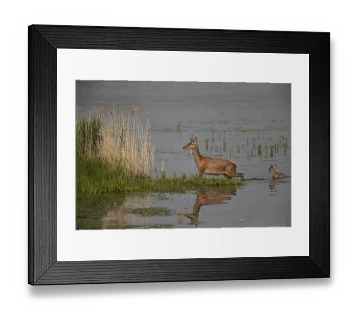 Framed Print : Red deer, female and young, Lausitz