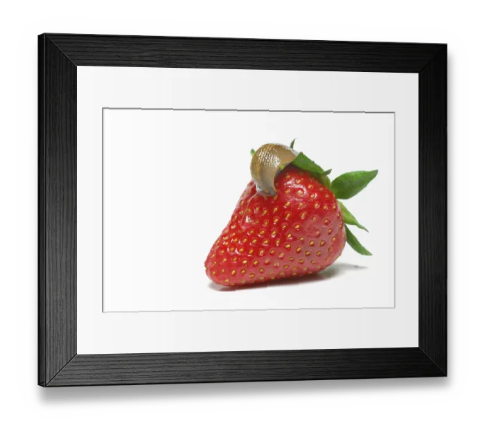 Framed Print : Slugs on strawberry, slug, snail plague