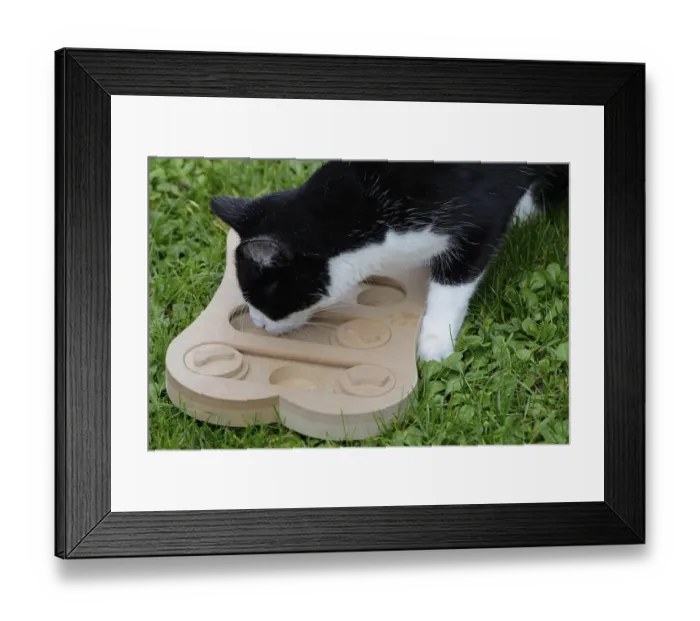 Framed Print : Cat is looking for food in the employment game