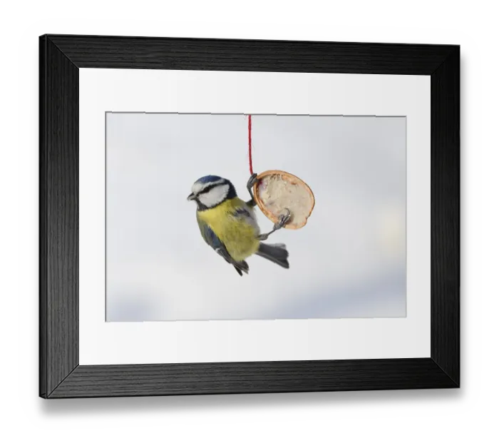 Framed Print : Blue tit (Parus caeruleus) (Cyanistes caeruleus) Lower Saxony Framed Print : Blue tit (Parus caeruleus) (Cyanistes caeruleus) Lower Saxony