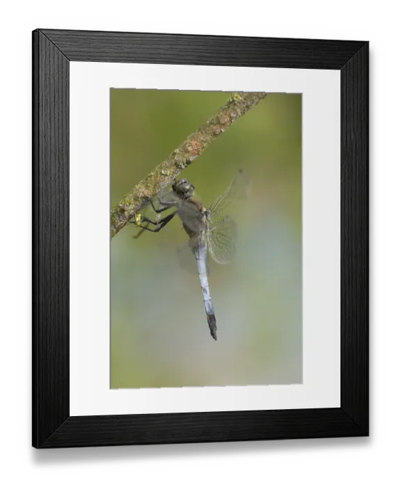 Framed Print : Large blue arrow (Orthetrum cancellatum) Framed Print : Large blue arrow (Orthetrum cancellatum)