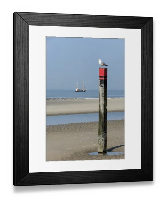 Framed Print : Common gull (Larus canus), Texel, Netherlands Framed Print : Common gull (Larus canus), Texel, Netherlands