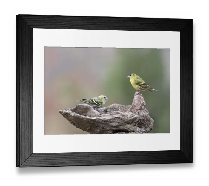 Framed Print : Eurasian siskins (Spinus spinus)