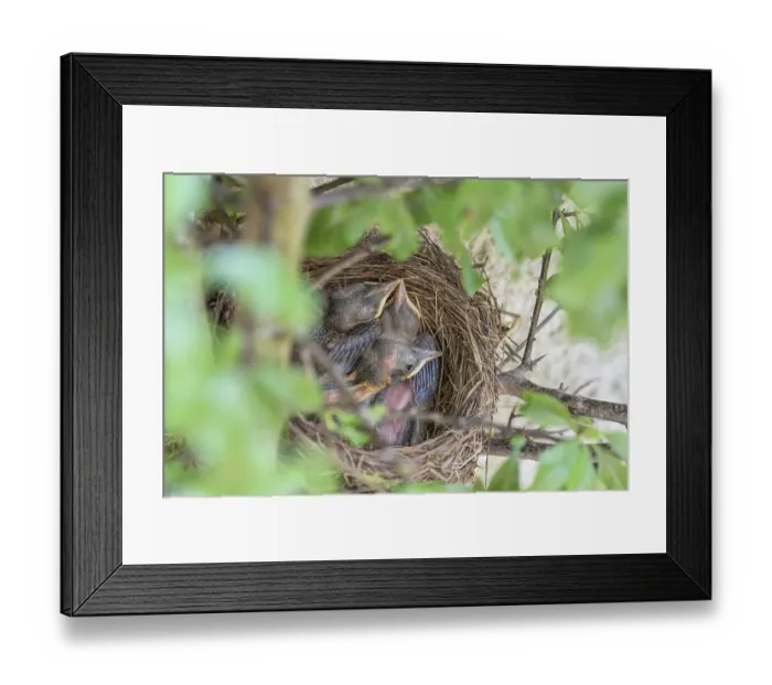 Framed Print : Blackbirdsest (Turdus merula), chicks Framed Print : Blackbirdsest (Turdus merula), chicks