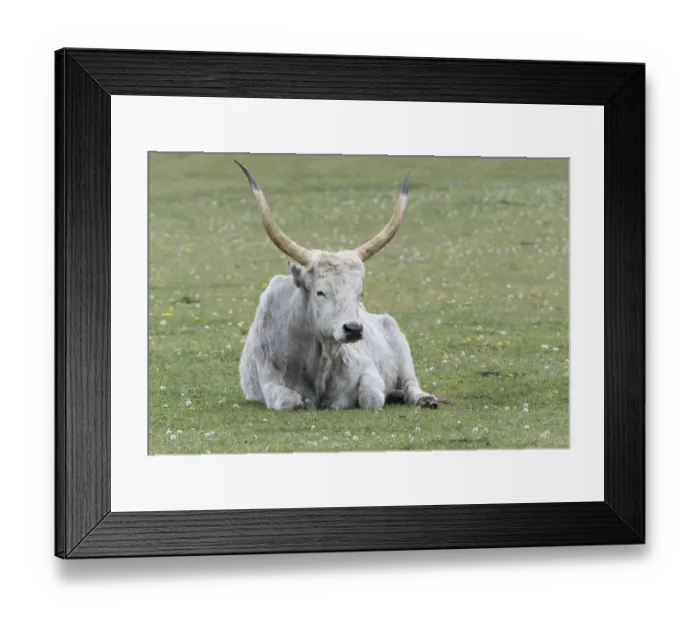 Framed Print : Hungarian steppe cattle, Hungarian grey cattle