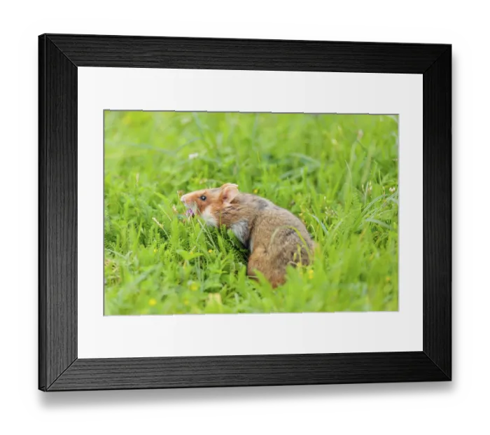 Framed Print : A European hamster (Cricetus cricetus) collects herbs Framed Print : A European hamster (Cricetus cricetus) collects herbs