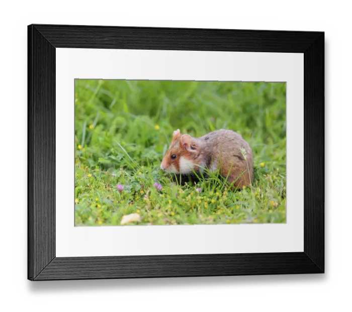 Framed Print : A European hamster (Cricetus cricetus) collects herbs Framed Print : A European hamster (Cricetus cricetus) collects herbs