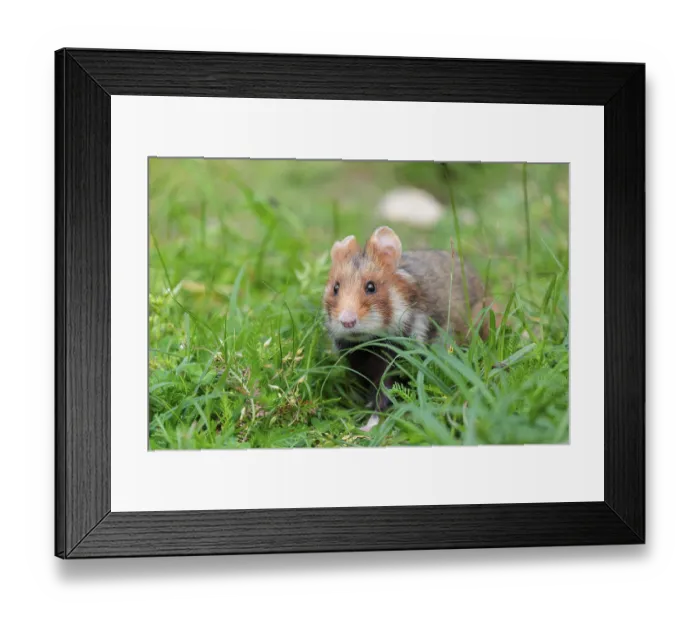 Framed Print : A European hamster (Cricetus cricetus) collects herbs