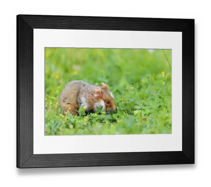 Framed Print : A European hamster (Cricetus cricetus) collects herbs