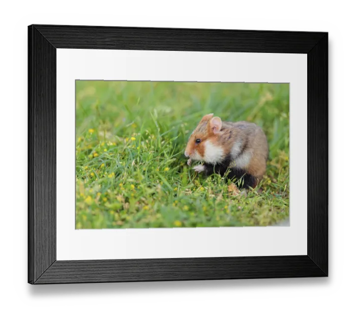 Framed Print : A European hamster (Cricetus cricetus) collects herbs