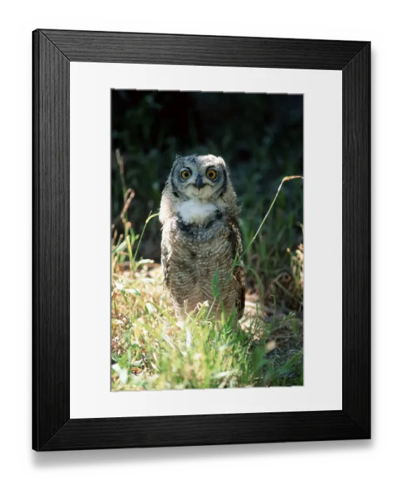 Framed Print : Spotted Eagle-owl (Bubo africanus)