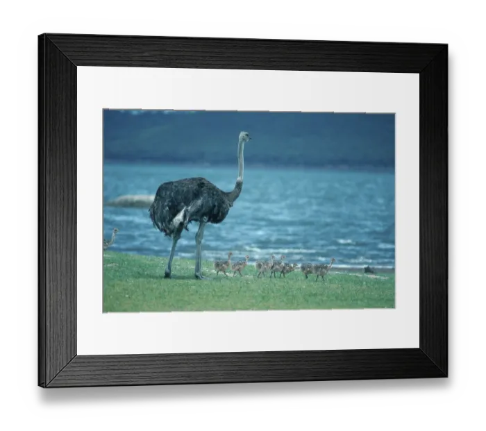Framed Print : South (Struthio camelus australis) African Ostrichs
