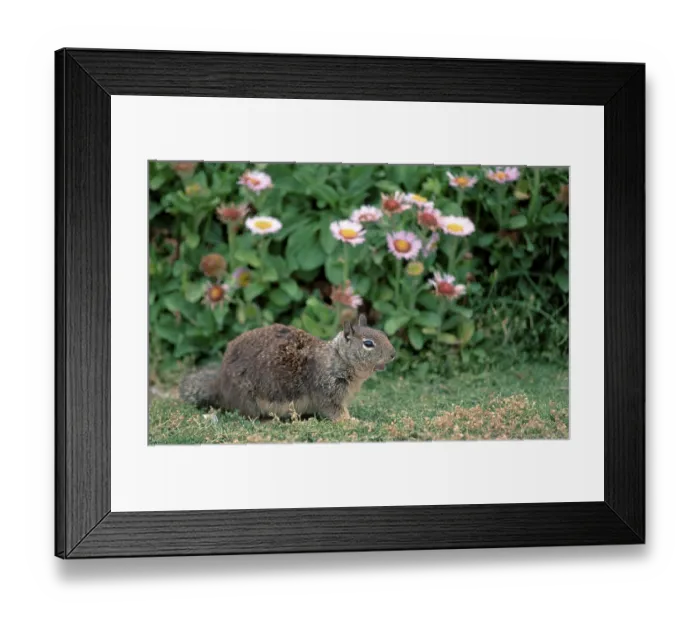 Framed Print : Californian Ground Squirrel, Beechey's Framed Print : Californian Ground Squirrel, Beechey's