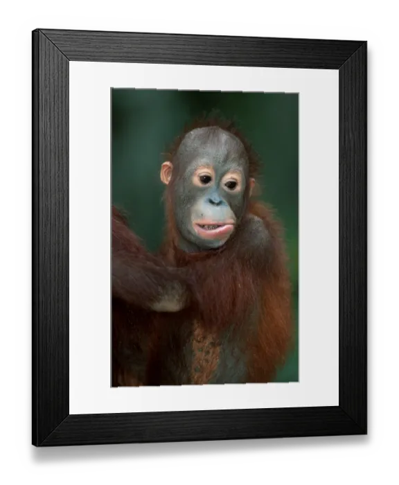Framed Print : Young bornean orangutan (Pongo pygmaeus)