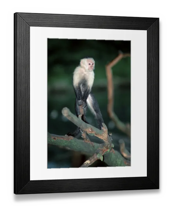 Framed Print : White-throated Capuchin (Cebus capucinus) Framed Print : White-throated Capuchin (Cebus capucinus)