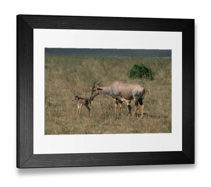 Framed Print : Topis, female with fawn, Massai Mara Game Reserve Framed Print : Topis, female with fawn, Massai Mara Game Reserve