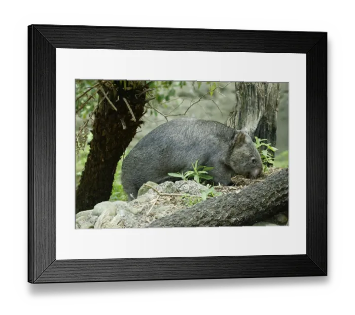 Framed Print : Common Wombat (Vombatus ursinus) Framed Print : Common Wombat (Vombatus ursinus)