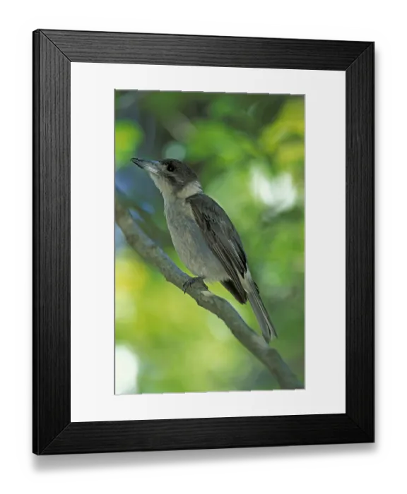 Framed Print : Grey butcherbird (Cracticus torquatus)