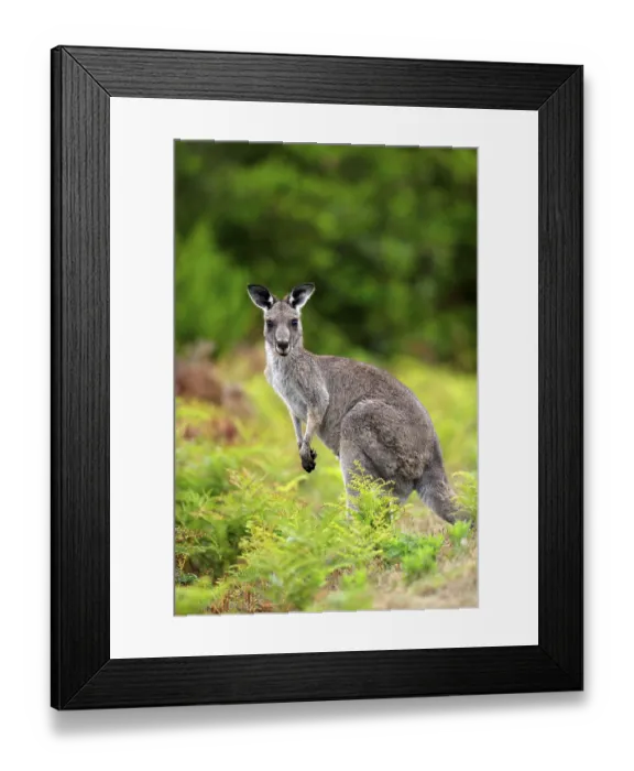 Framed Print : Eastern Grey Kangaroo (Macropus giganteus) Framed Print : Eastern Grey Kangaroo (Macropus giganteus)