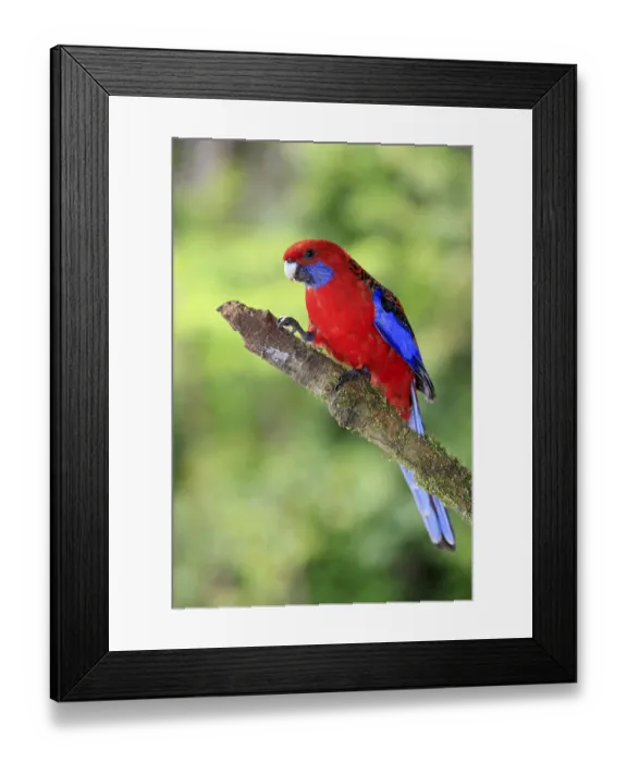 Framed Print : Pennant's Rosella, Lamington national park Framed Print : Pennant's Rosella, Lamington national park