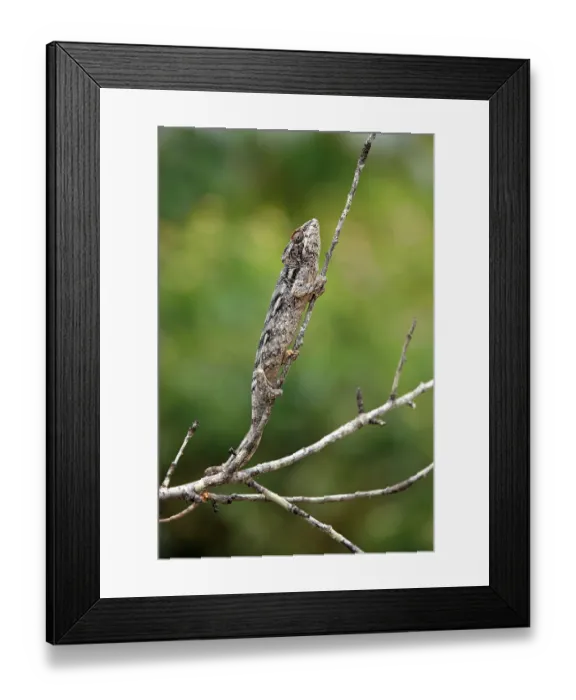 Framed Print : Madagascar giant chameleon (Furcifer verrucosus)