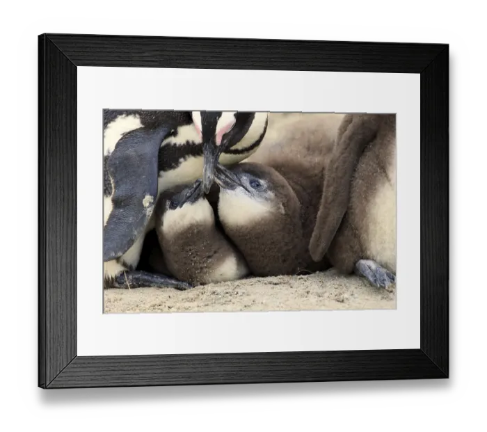 Framed Print : African penguin (Spheniscus demersus) and juveniles Framed Print : African penguin (Spheniscus demersus) and juveniles